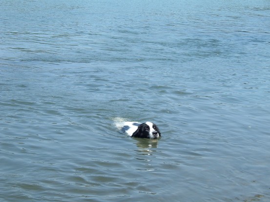 Landseer Tyra 14.jpg