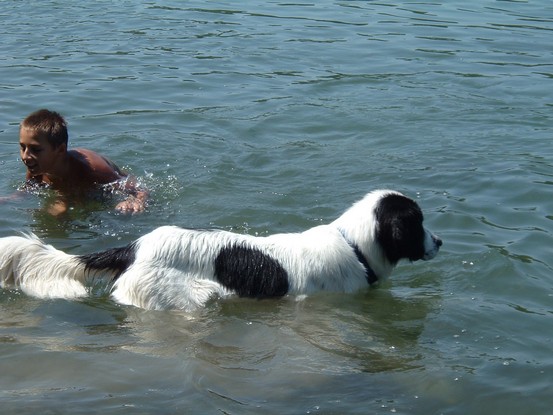 Landseer Tyra 15.jpg