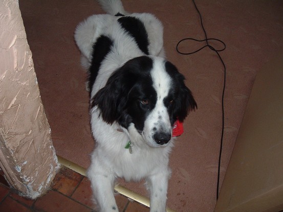 Landseer Tyra 16.JPG