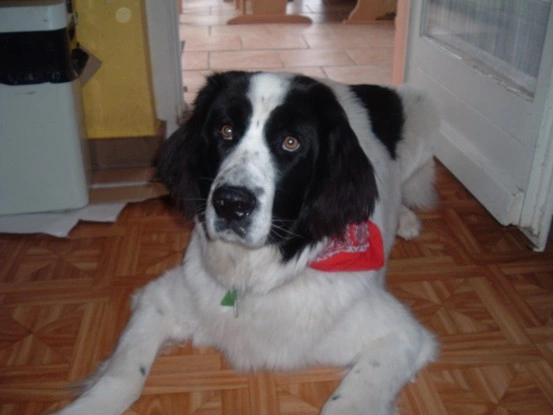 Landseer Tyra 17.JPG