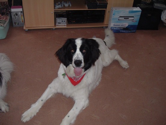 Landseer Tyra 18.JPG