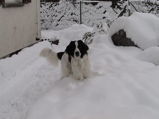 Landseer Tyra 19.jpg