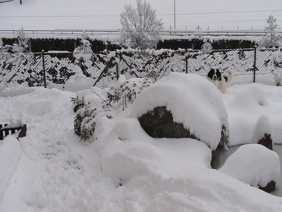 Landseer Tyra 20.jpg