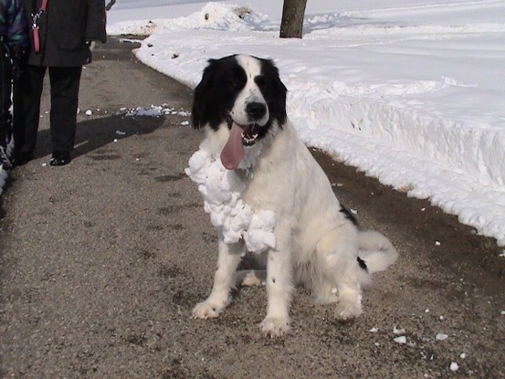 Landseer Tyra 23.jpg