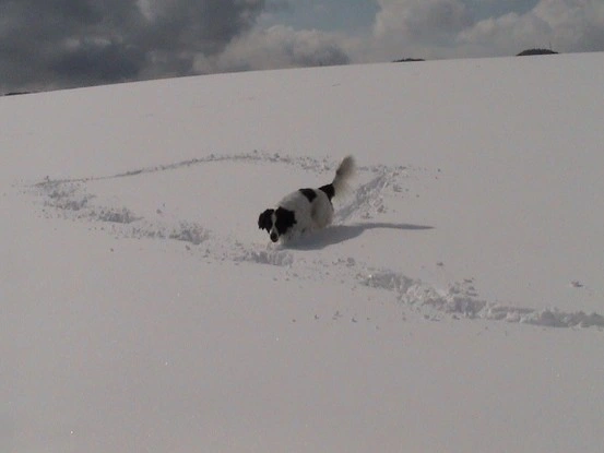 Landseer Tyra 24.jpg