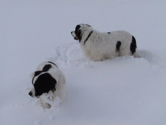 Landseer Tyra 25.jpg