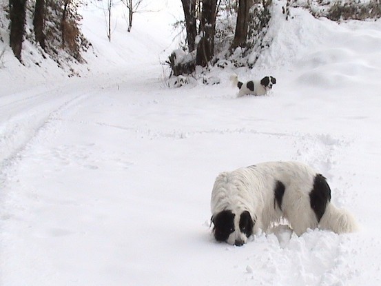 Landseer Tyra 26.jpg