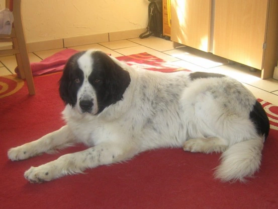 Landseer Tyra 27.jpg