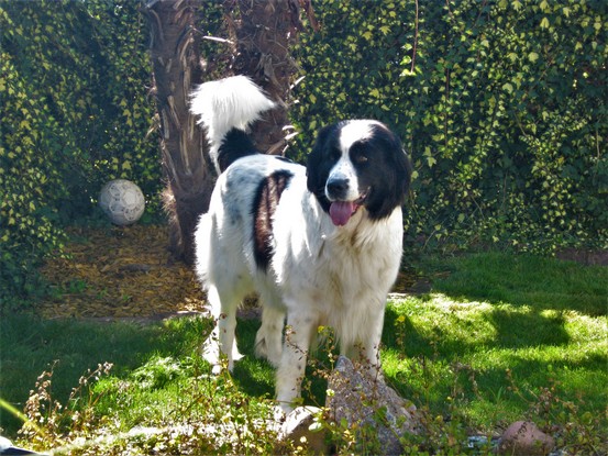 Landseer Tyra 28.jpg