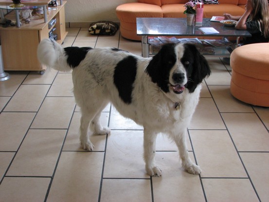 Landseer Tyra 29.jpg