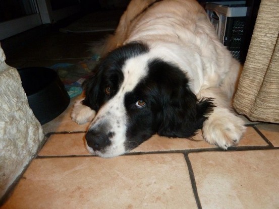 Landseer Tyra 31.JPG