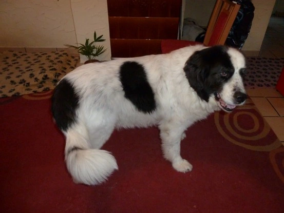 Landseer Tyra 32.JPG