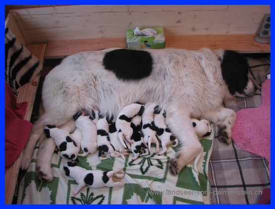 Landseer Tyra 33.jpg