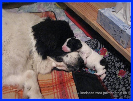 Landseer Tyra 34.jpg