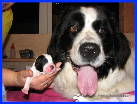 Landseer Tyra 35.jpg