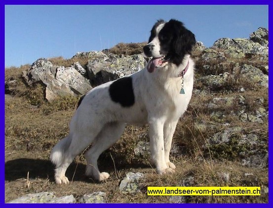 Landseer Tyra 36.jpg