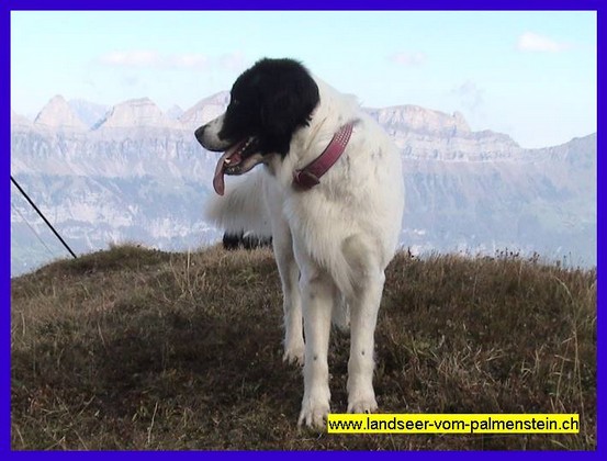 Landseer Tyra 38.jpg