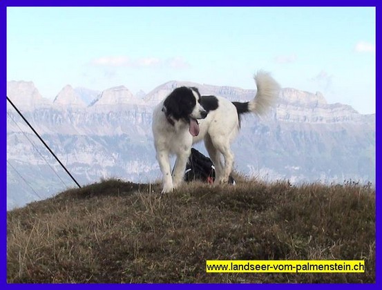 Landseer Tyra 39.jpg