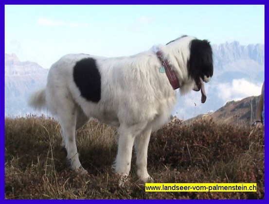 Landseer Tyra 40.jpg