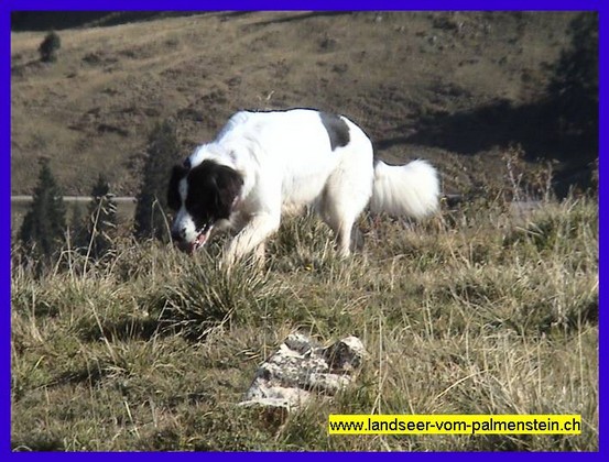 Landseer Tyra 42.jpg