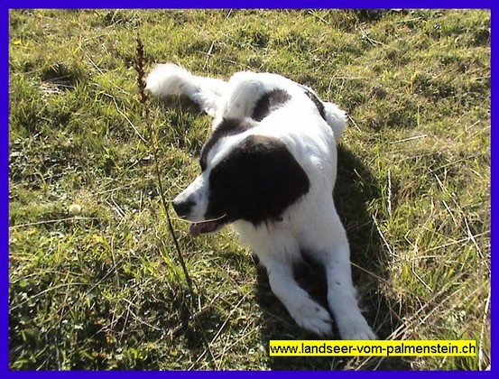 Landseer Tyra 43.jpg